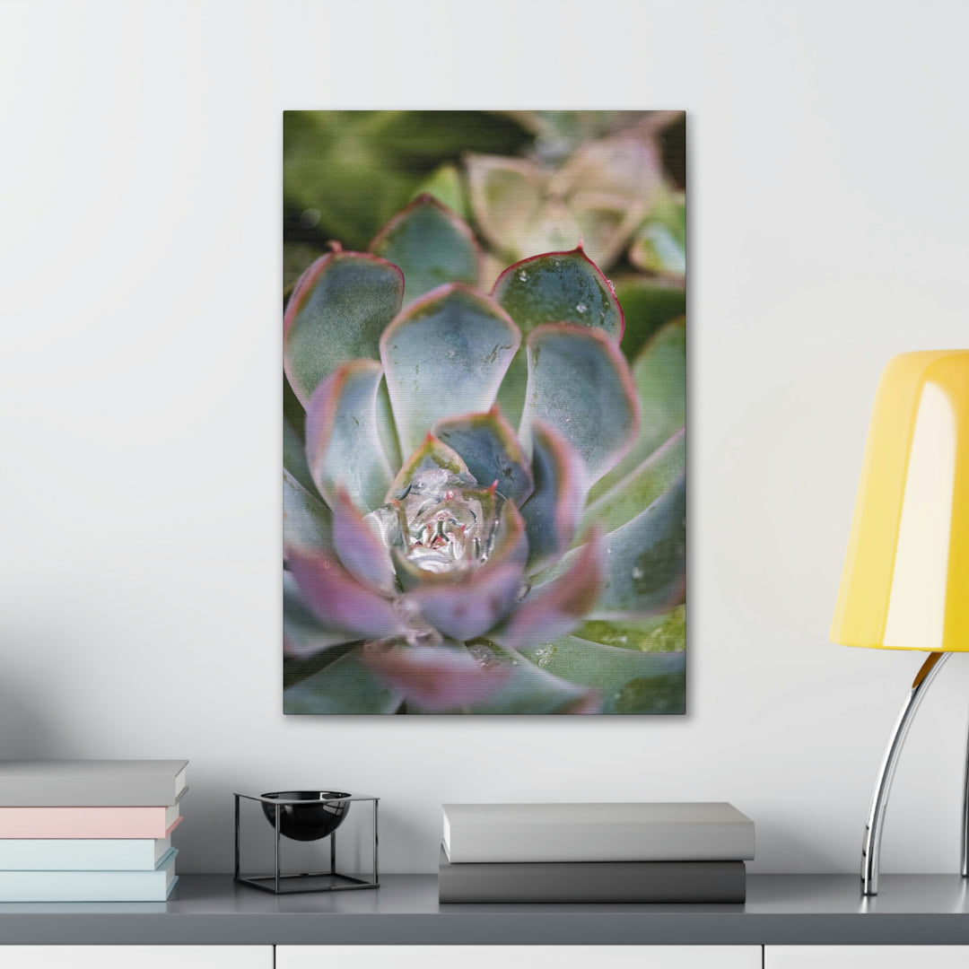 Stunning Succulent - Canvas