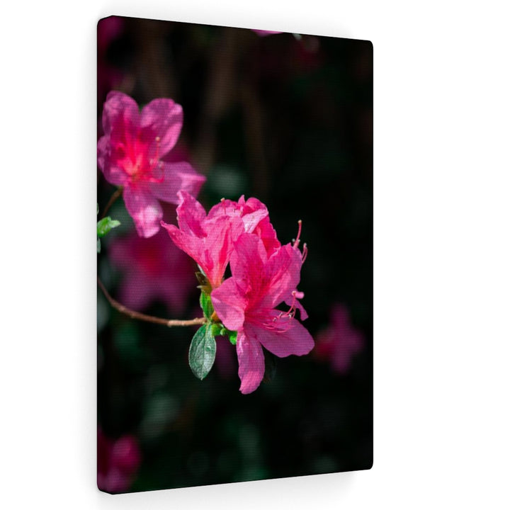 Standout Azalea - Canvas