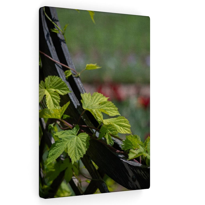 Ivy-Covered Fence - Canvas