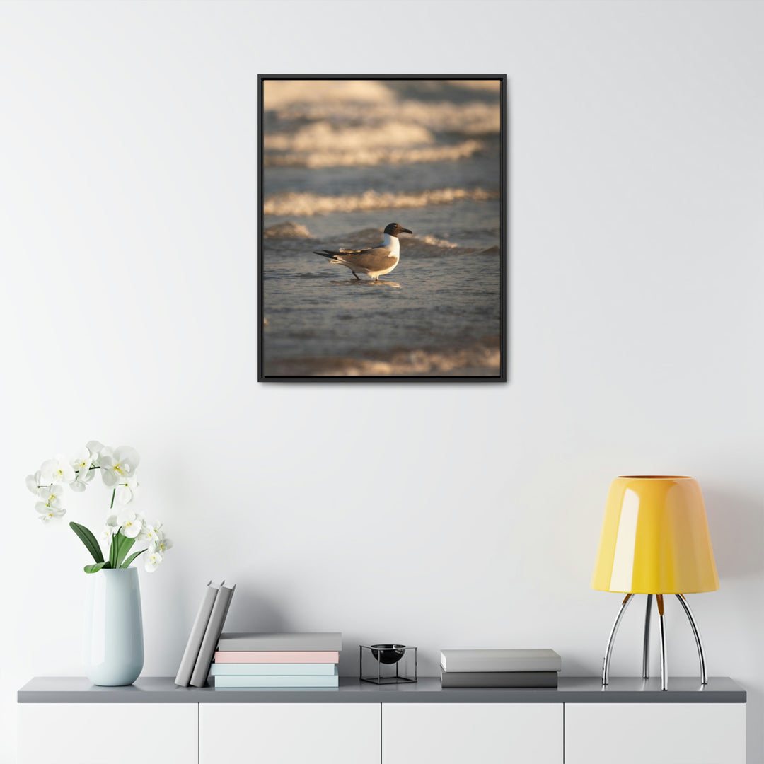 Laughing Gull in the Surf - Canvas with Frame