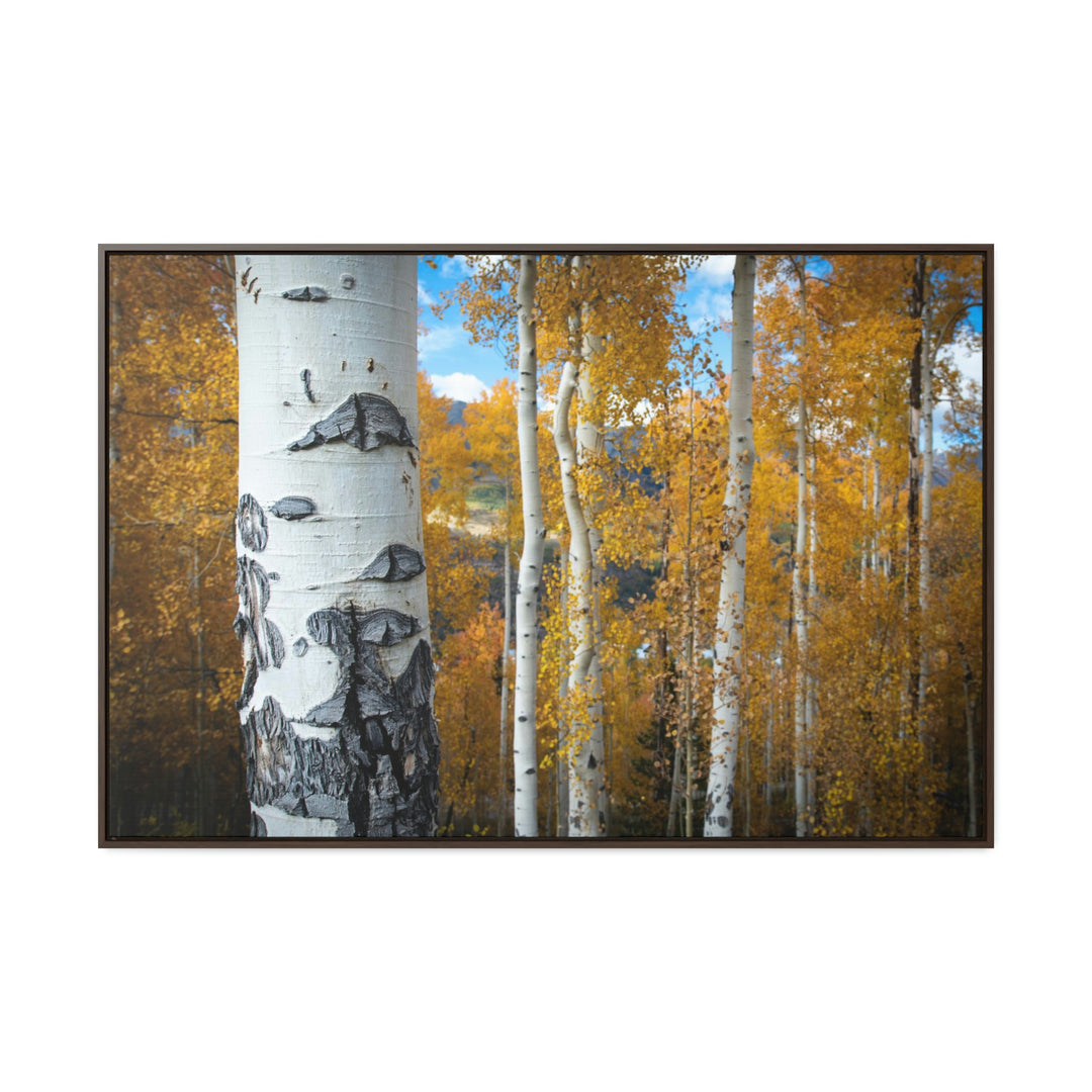 Aspens Changing - Canvas with Frame