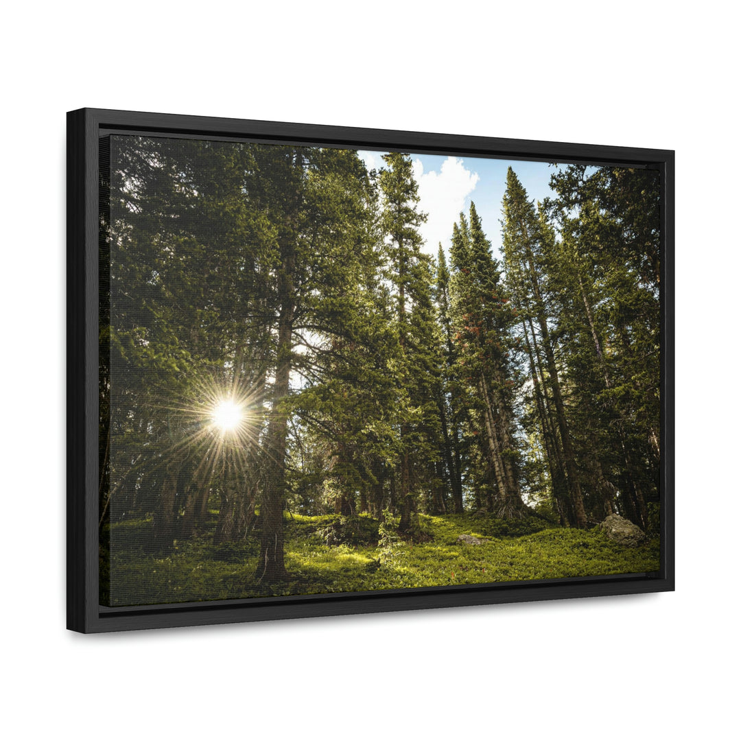 Forest Light - Canvas with Frame