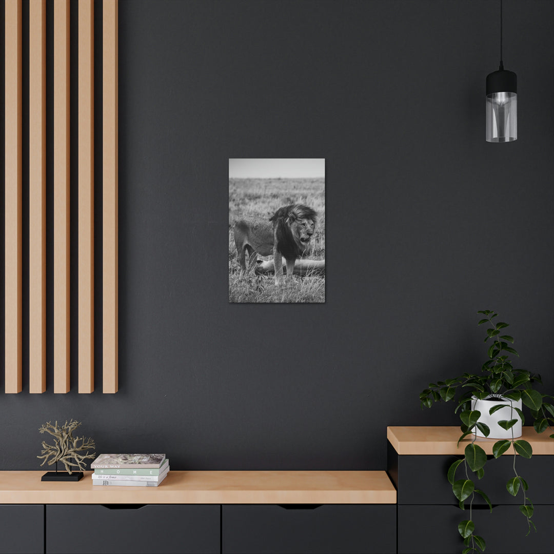 Mating Lions in Black and White - Canvas