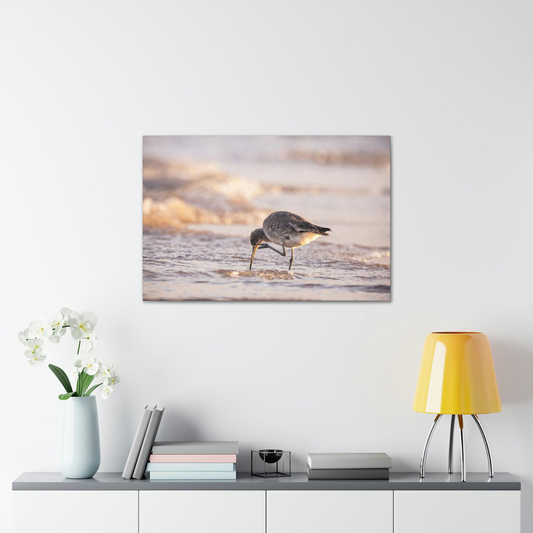 Willet Itch - Canvas