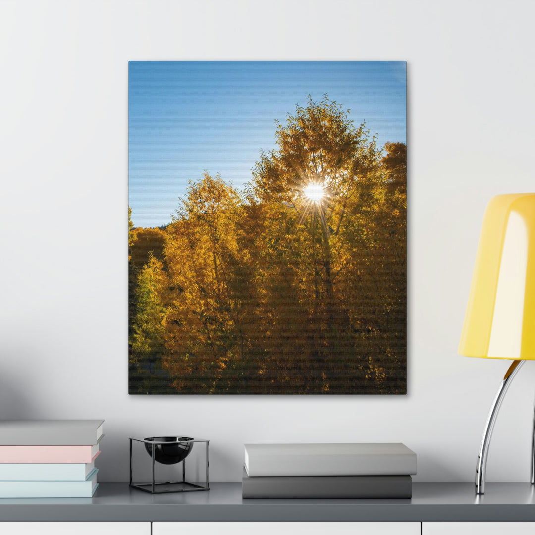 Sun Through the Aspens - Canvas