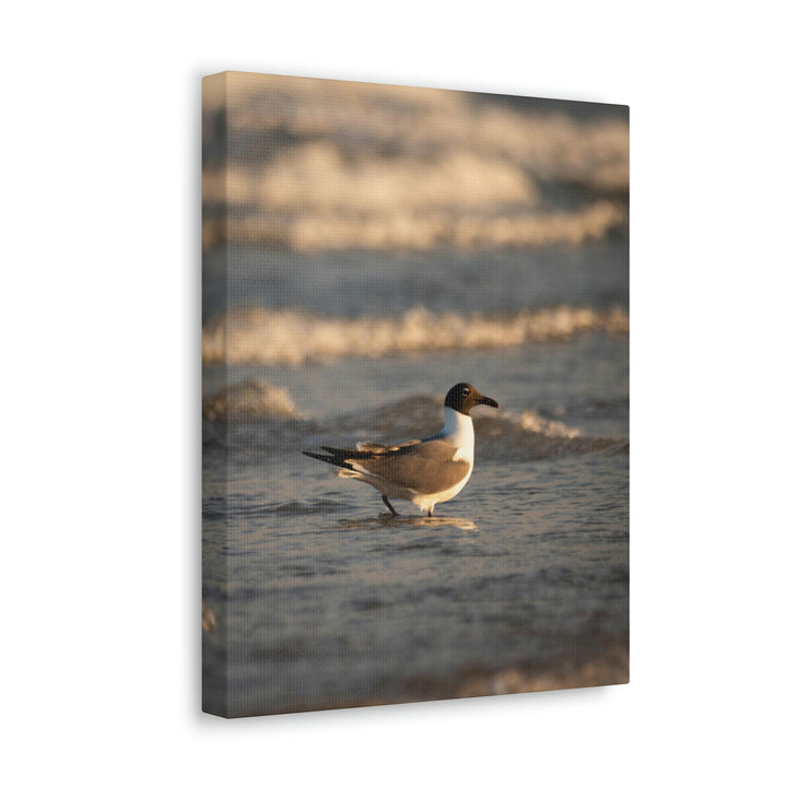 Laughing Gull in the Surf - Canvas