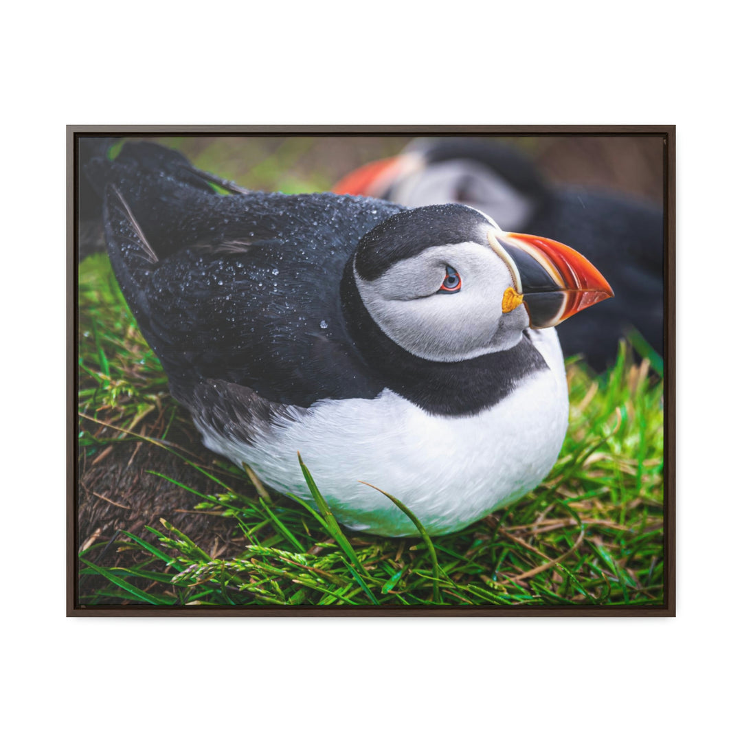 Resting Puffin - Canvas with Frame