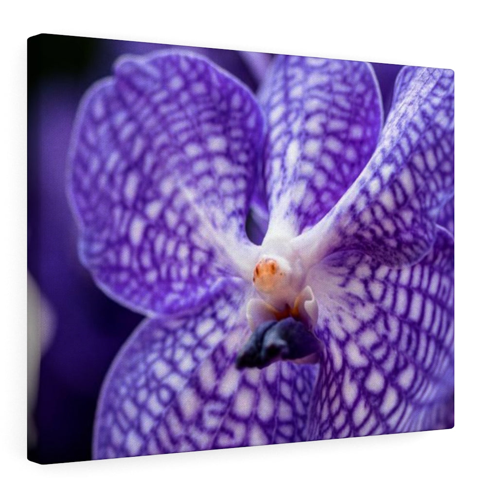 Orchid Detail - Canvas