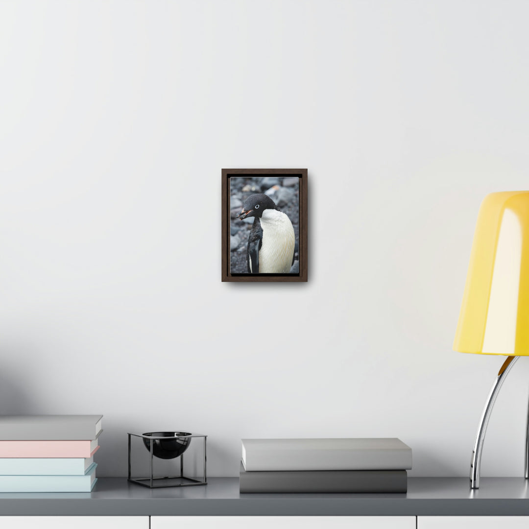 A Penguin's Pebble - Canvas with Frame