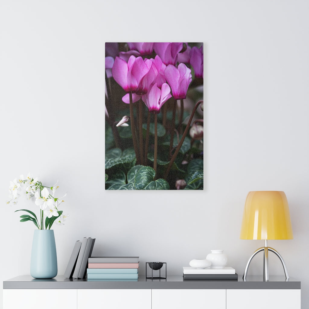 Cyclamen Reach - Canvas