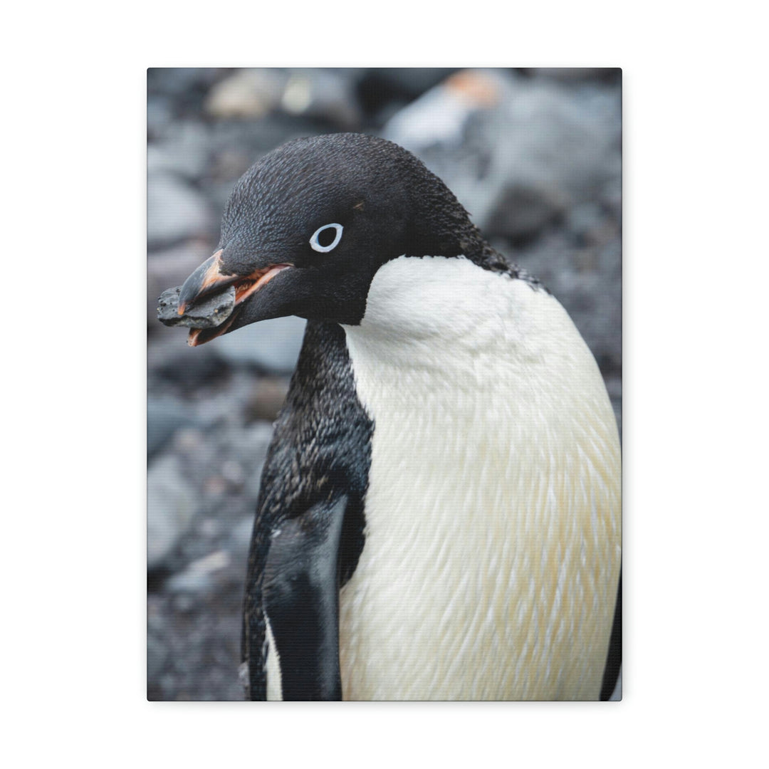 A Penguin's Pebble - Canvas