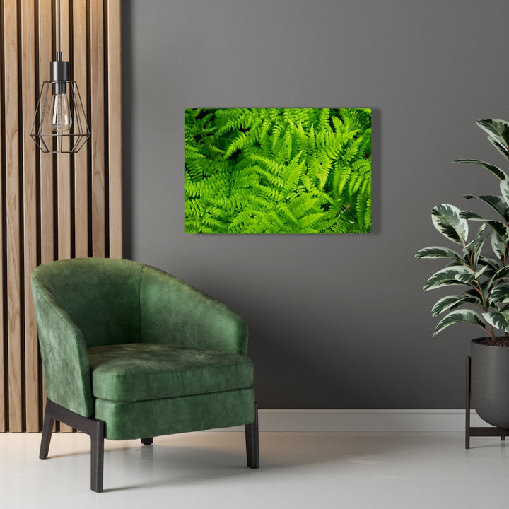 Ferns, Ferns, Ferns - Canvas