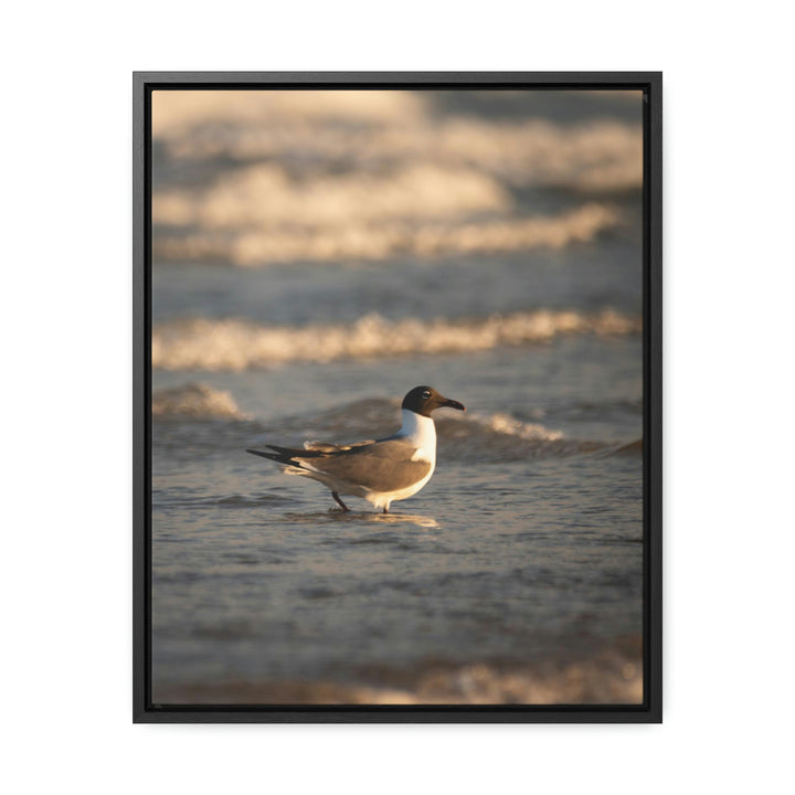 Laughing Gull in the Surf - Canvas with Frame