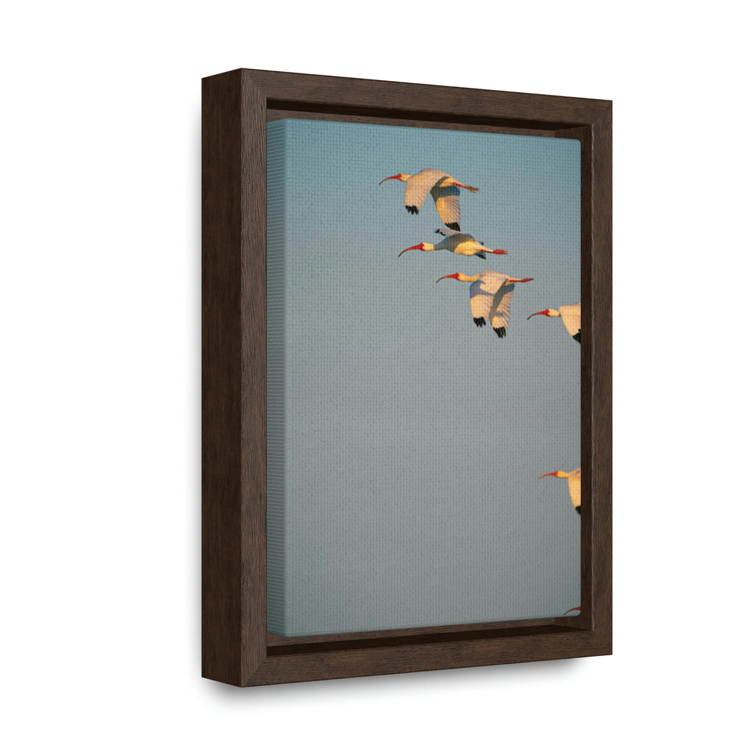 White Ibis in Flight - Canvas with Frame