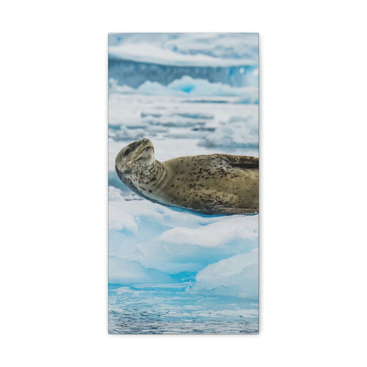 Leopard Seal Relaxing - Canvas