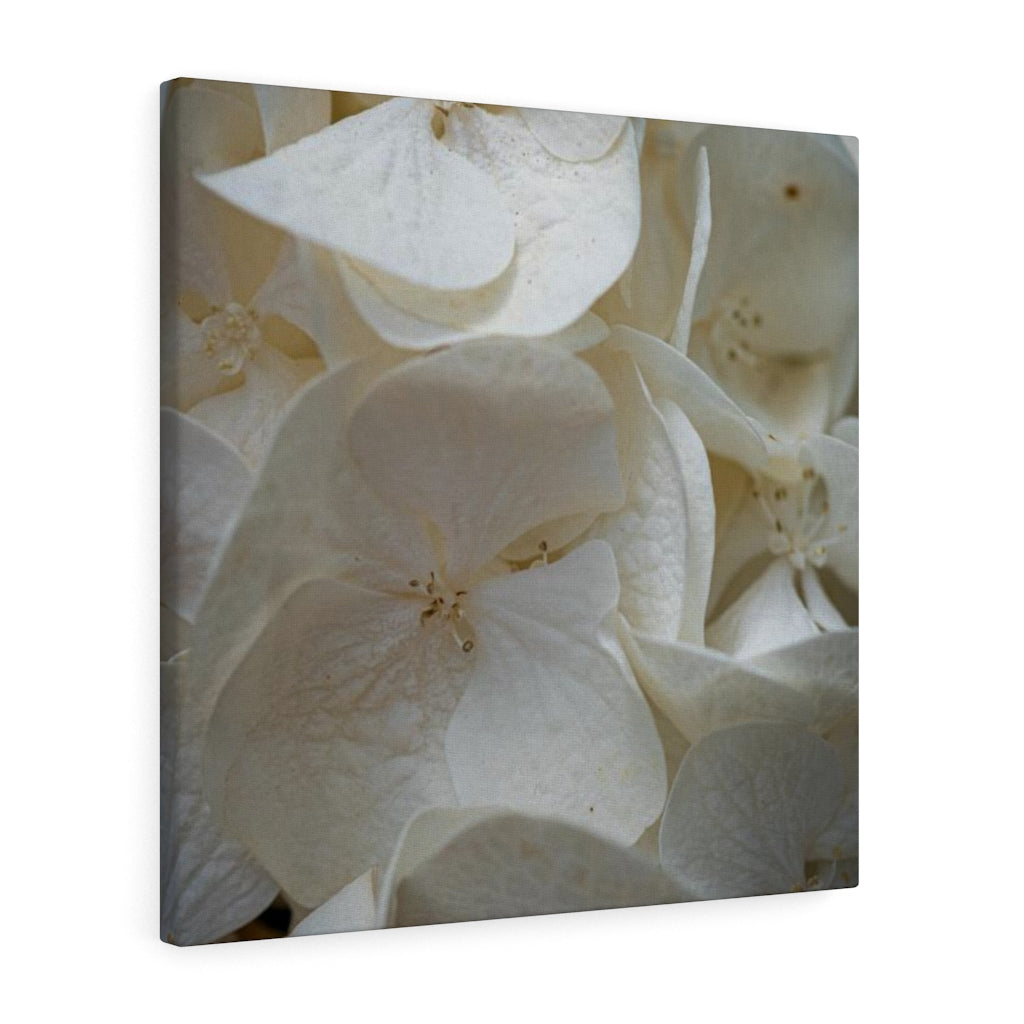 White Hydrangea Detail - Canvas