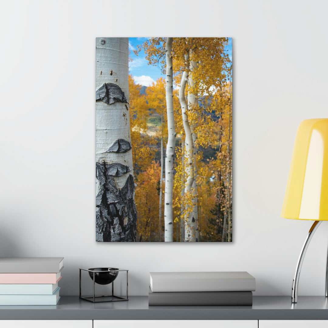 Aspens Changing - Canvas