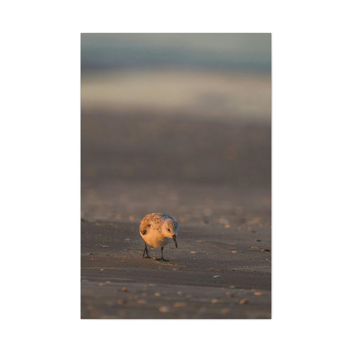 Feeding Sanderling - Canvas