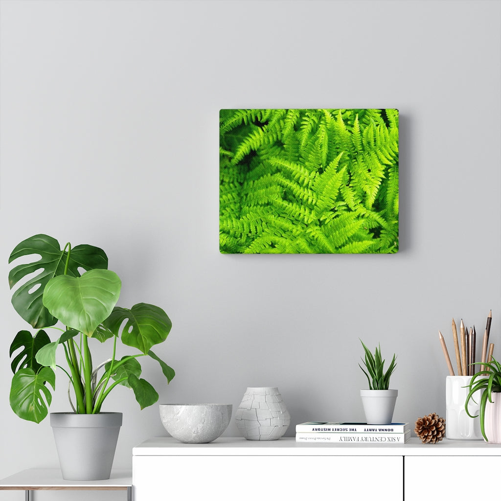 Ferns, Ferns, Ferns - Canvas