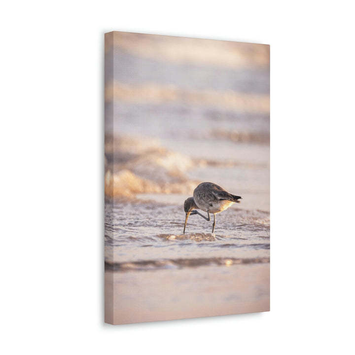 Willet Itch - Canvas