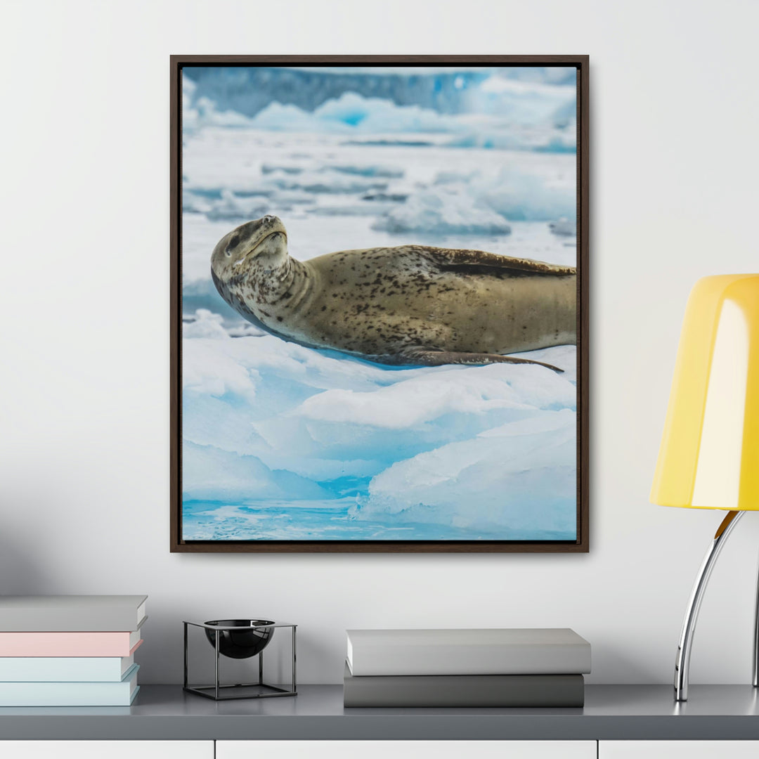 Leopard Seal Relaxing - Canvas with Frame