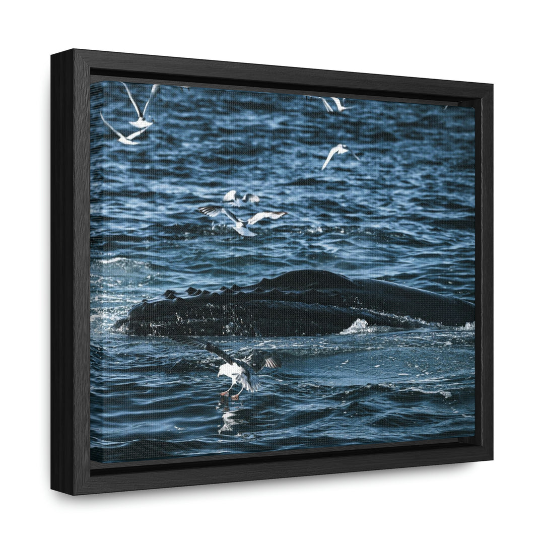 Humpback Hello - Canvas with Frame