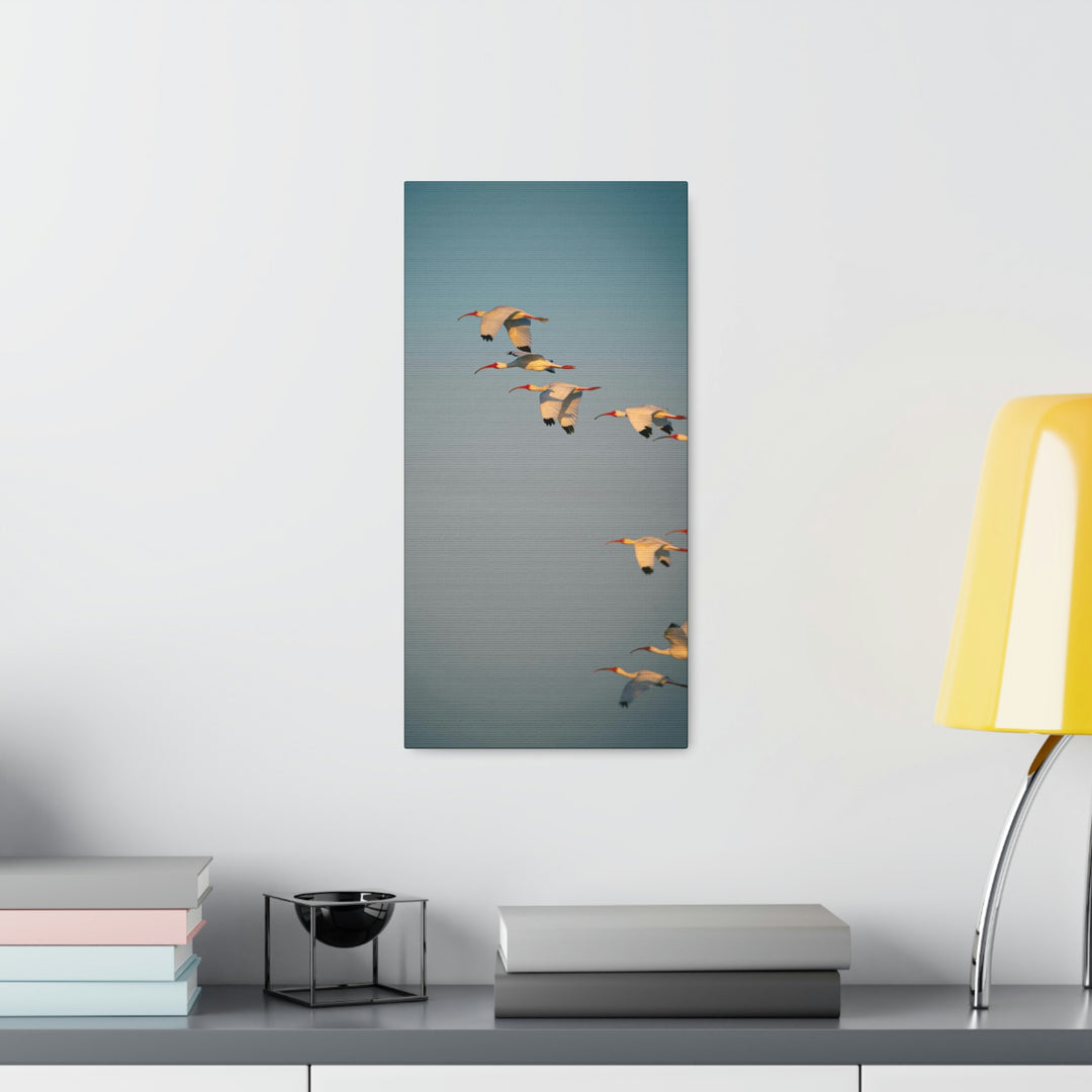 White Ibis in Flight - Canvas