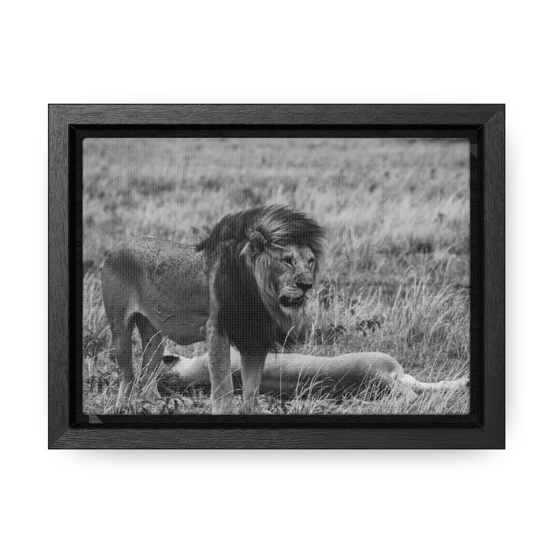 Mating Lions in Black and White - Canvas with Frame