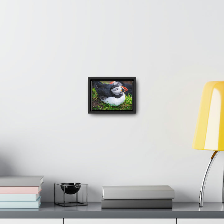 Resting Puffin - Canvas with Frame