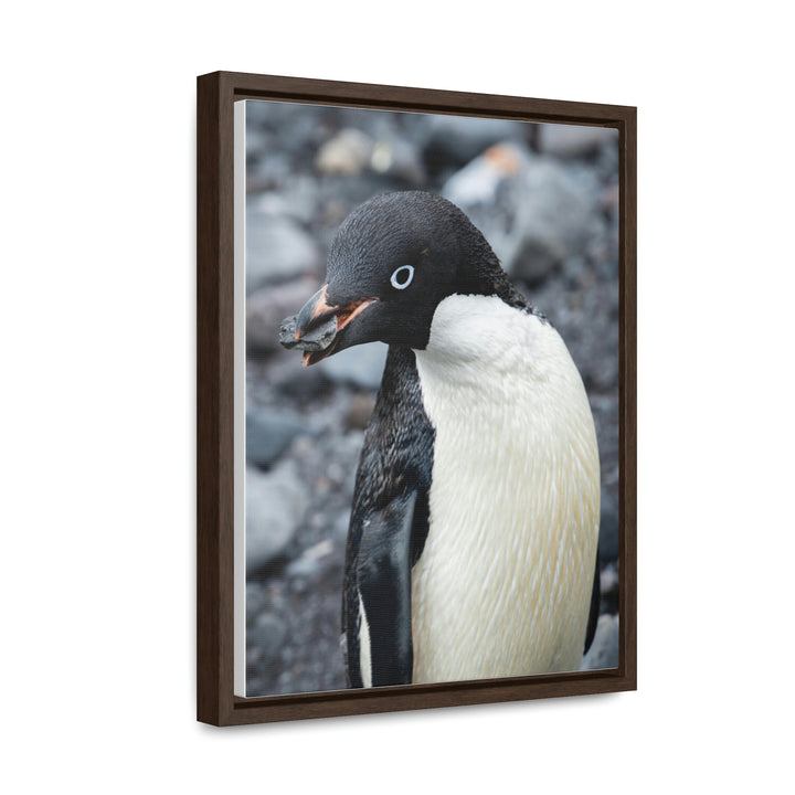 A Penguin's Pebble - Canvas with Frame