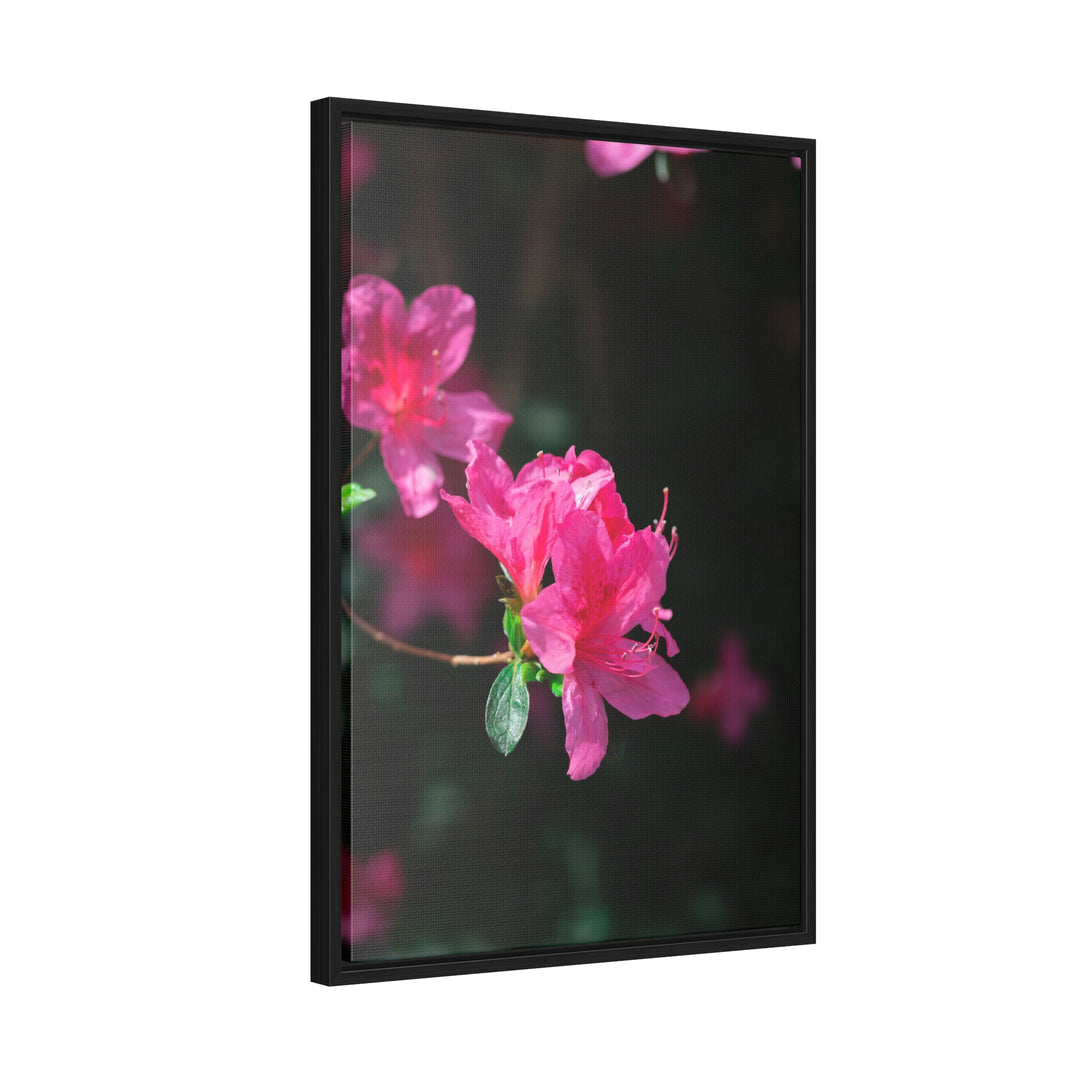 Standout Azalea - Canvas with Frame - Visiting This World