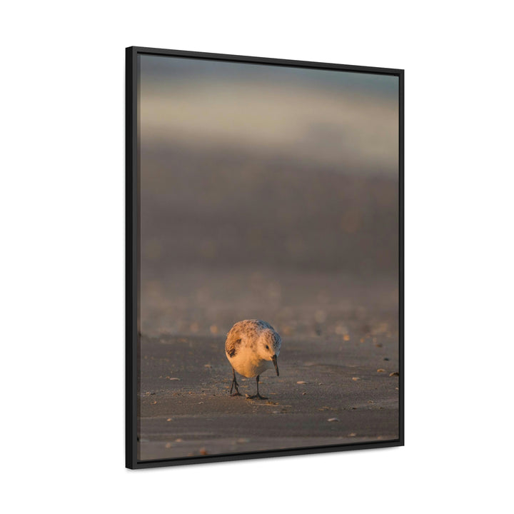 Feeding Sanderling - Canvas with Frame