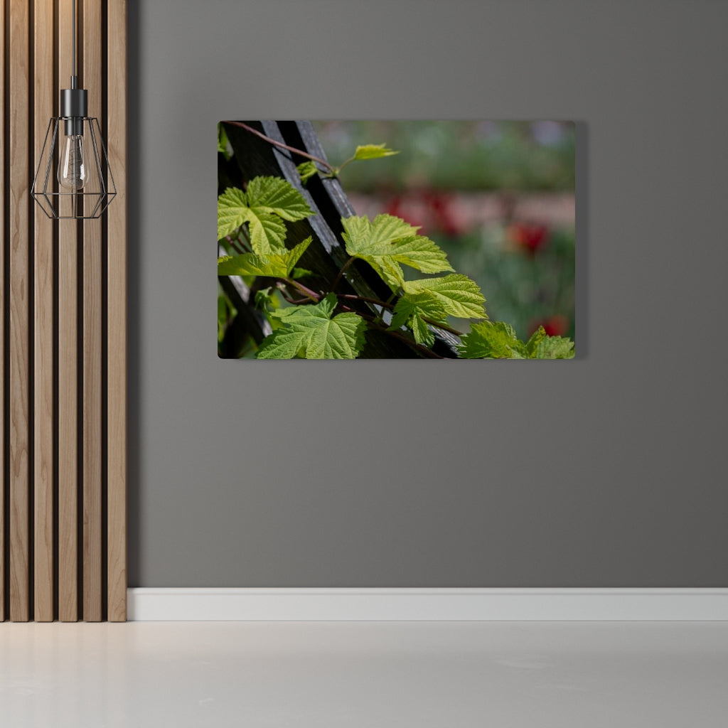 Ivy-Covered Fence - Canvas