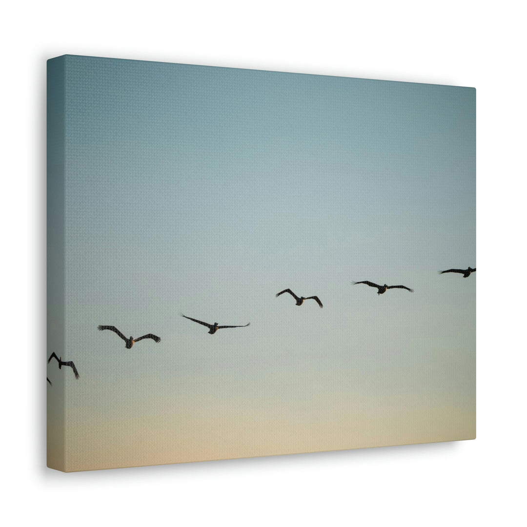 Brown Pelicans in Flight - Canvas