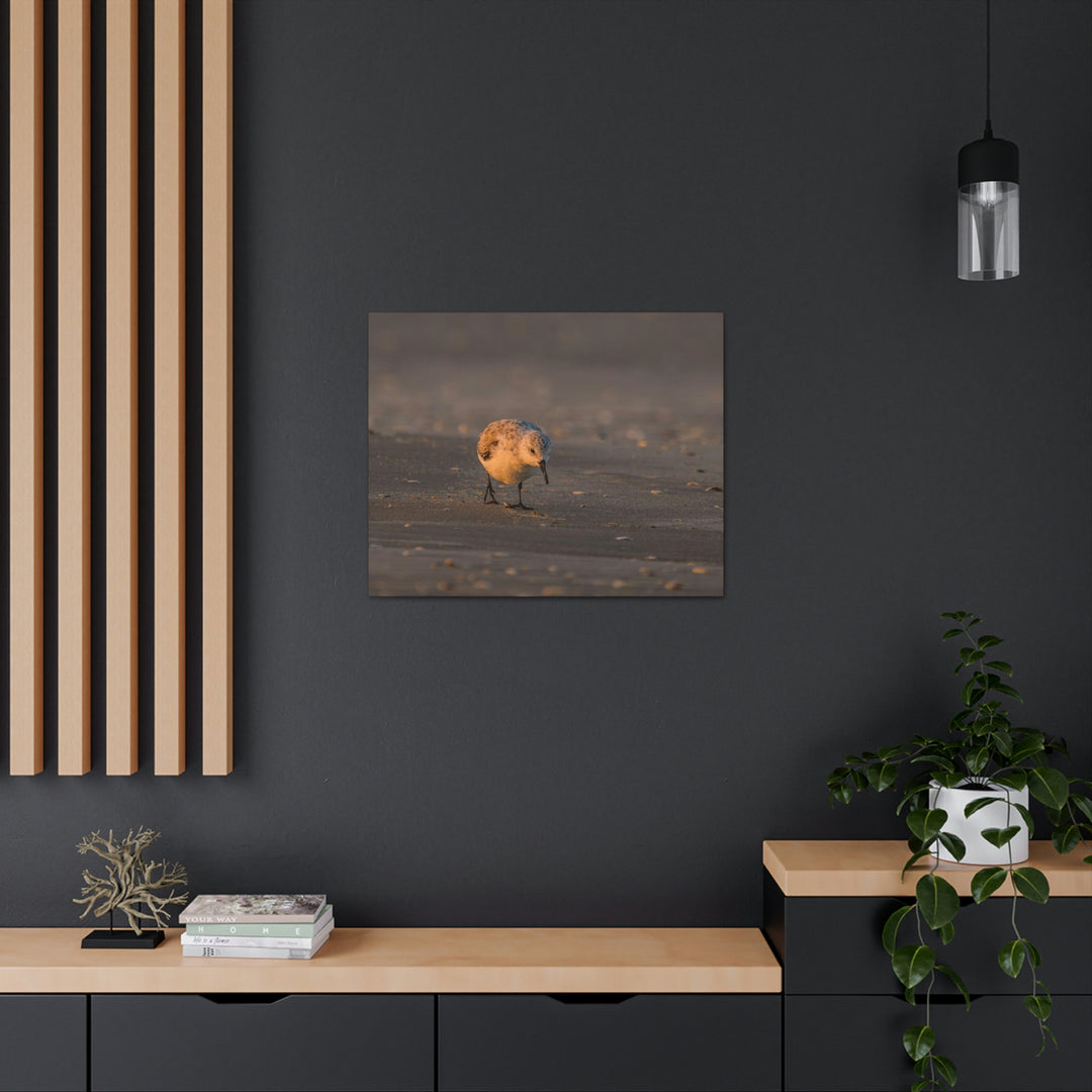 Feeding Sanderling - Canvas