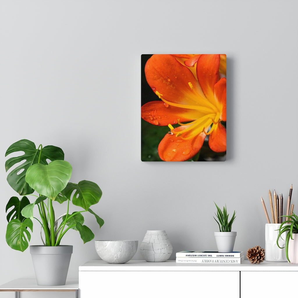 Bright Bush Lily - Canvas