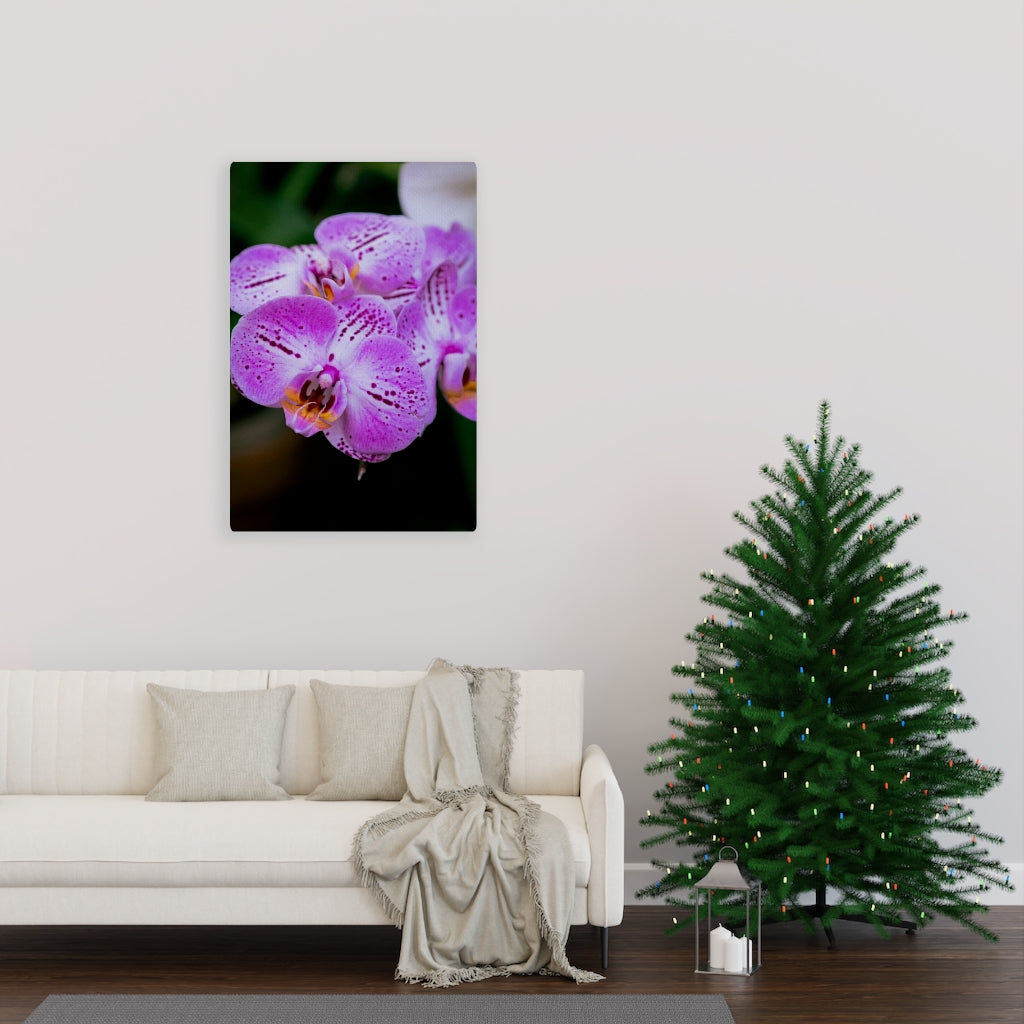 Orchid in Pink - Canvas