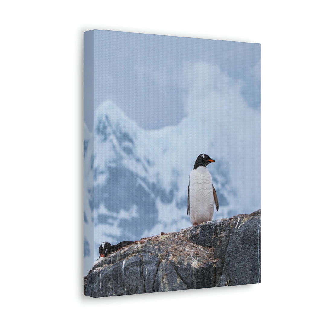 Poised Penguin - Canvas