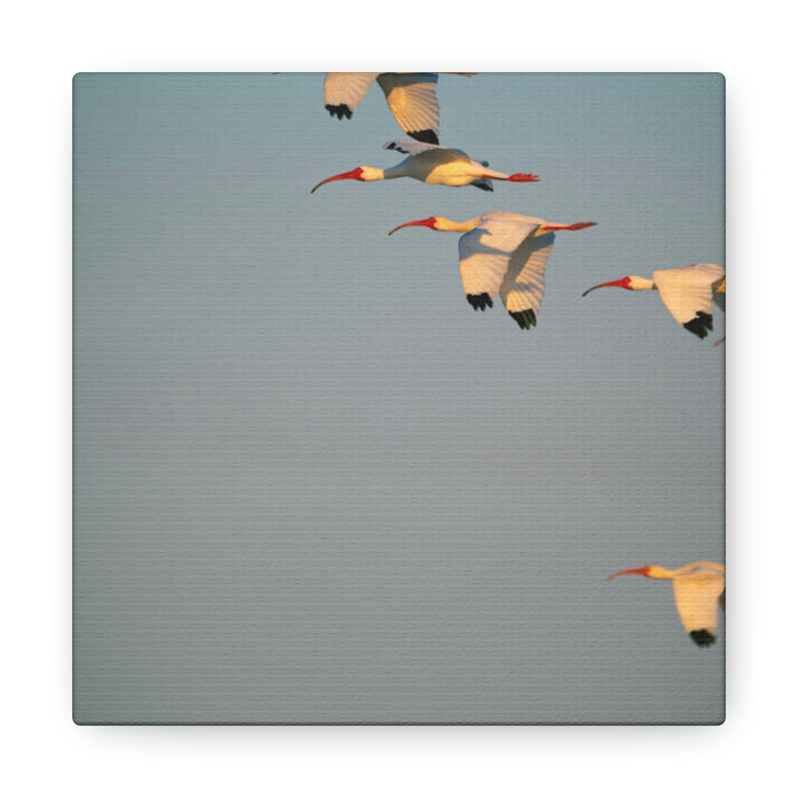 White Ibis in Flight - Canvas