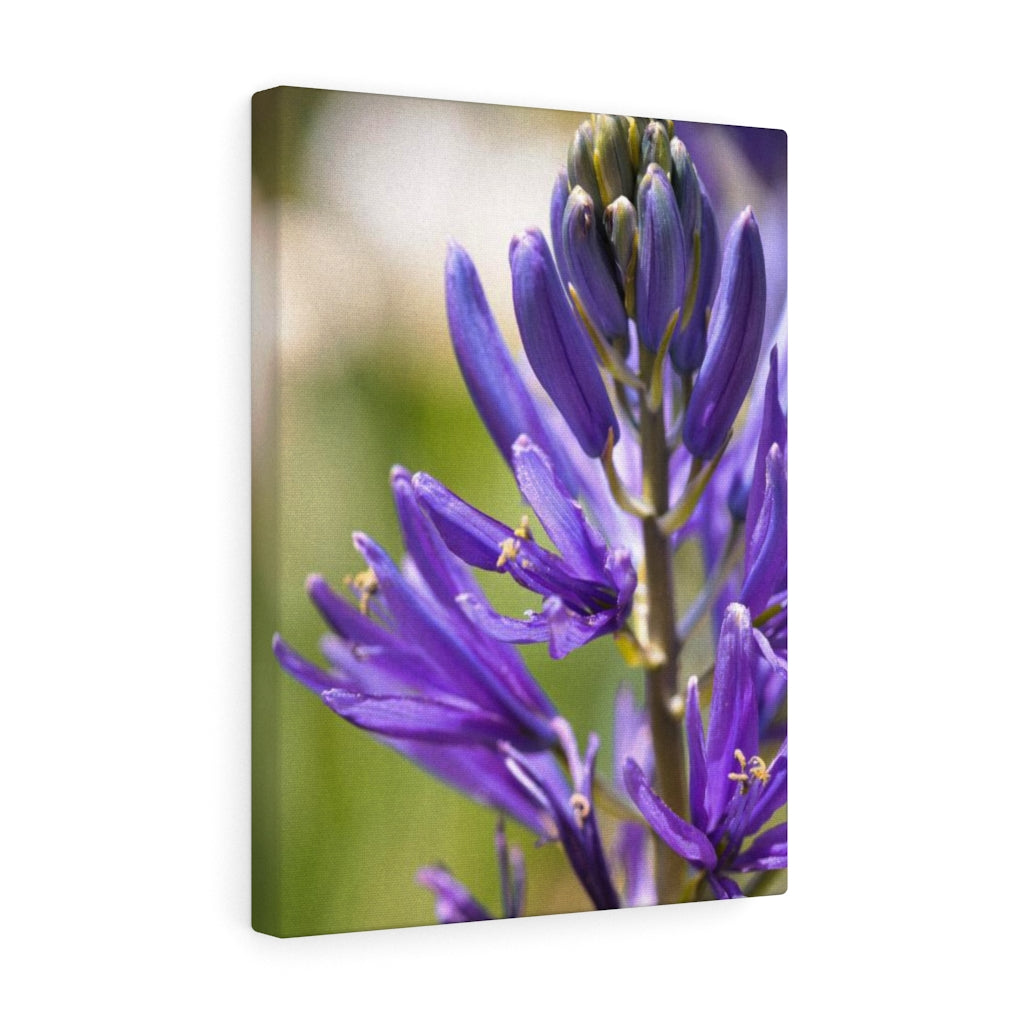 Camas in Bloom - Canvas