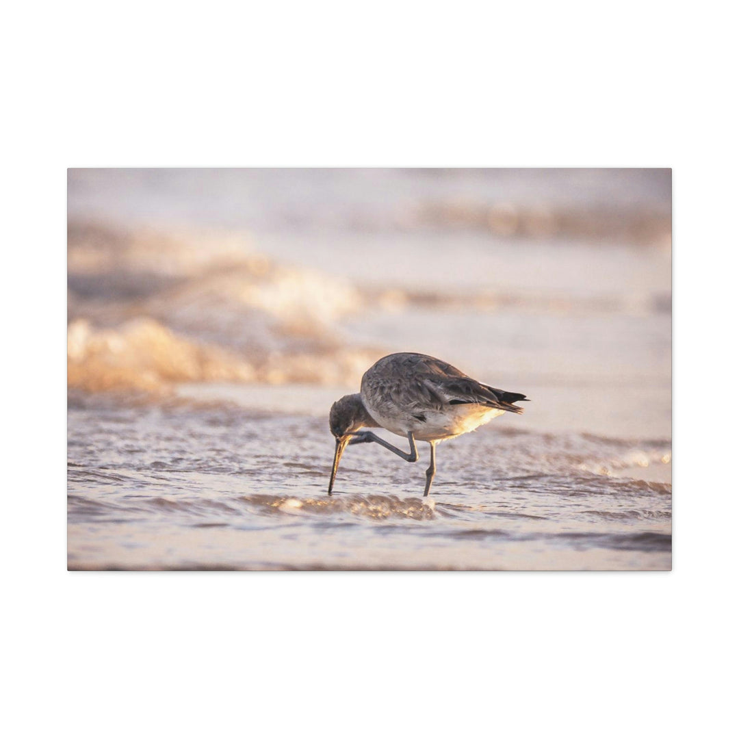 Willet Itch - Canvas