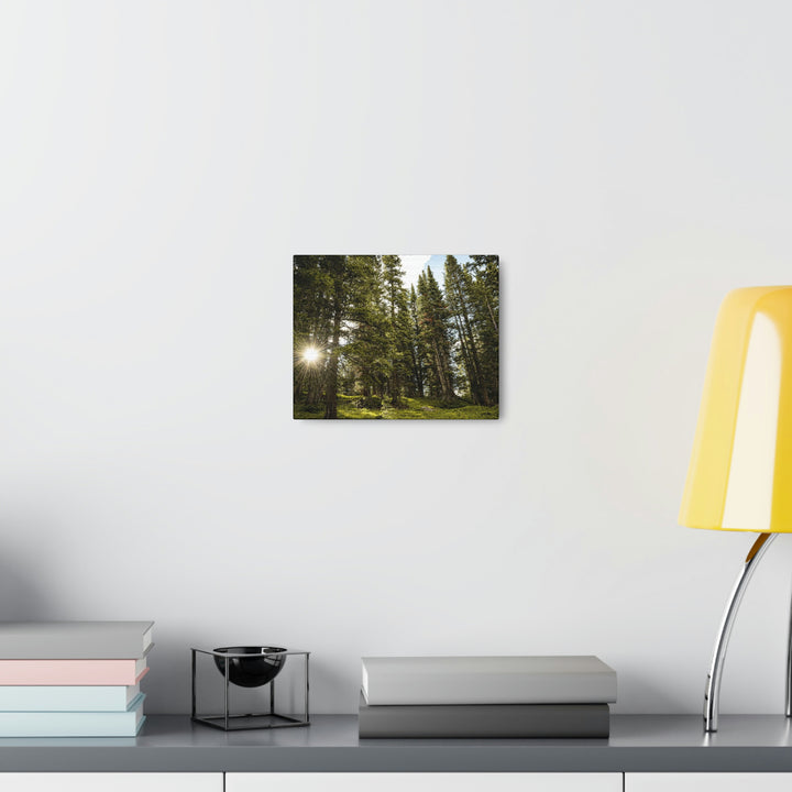 Forest Light - Canvas