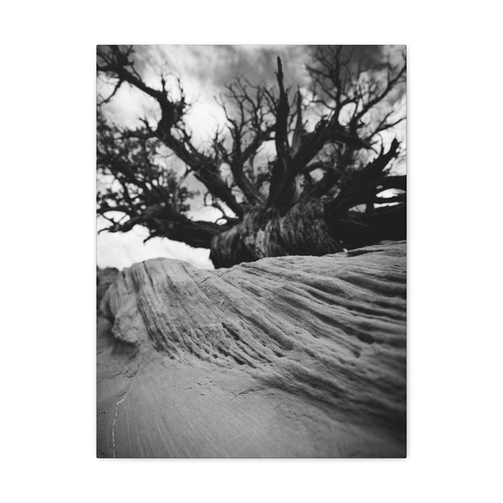 Desert Reach in Black and White - Canvas