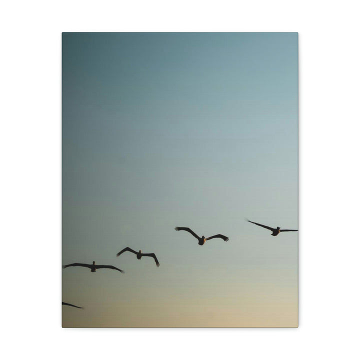 Brown Pelicans in Flight - Canvas