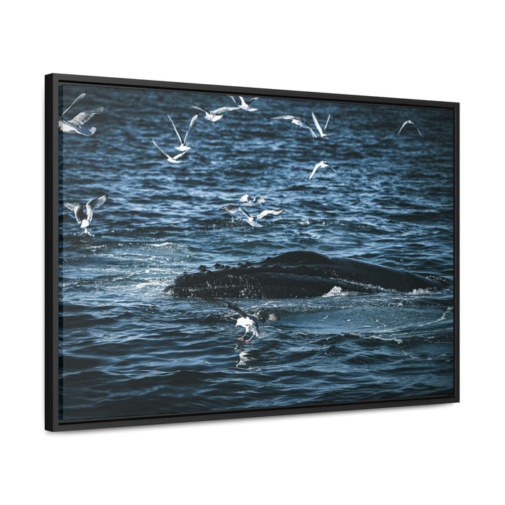 Humpback Hello - Canvas with Frame