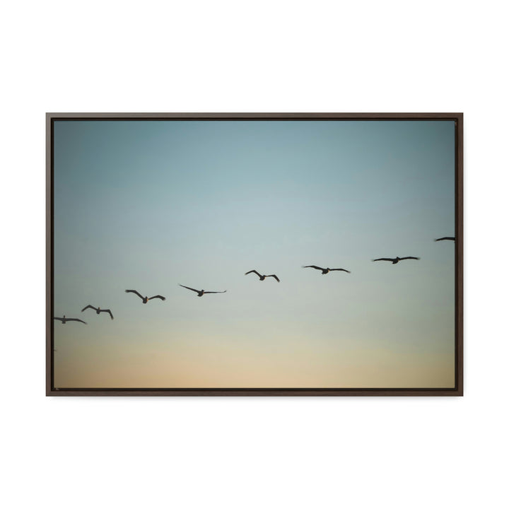 Brown Pelicans in Flight - Canvas with Frame