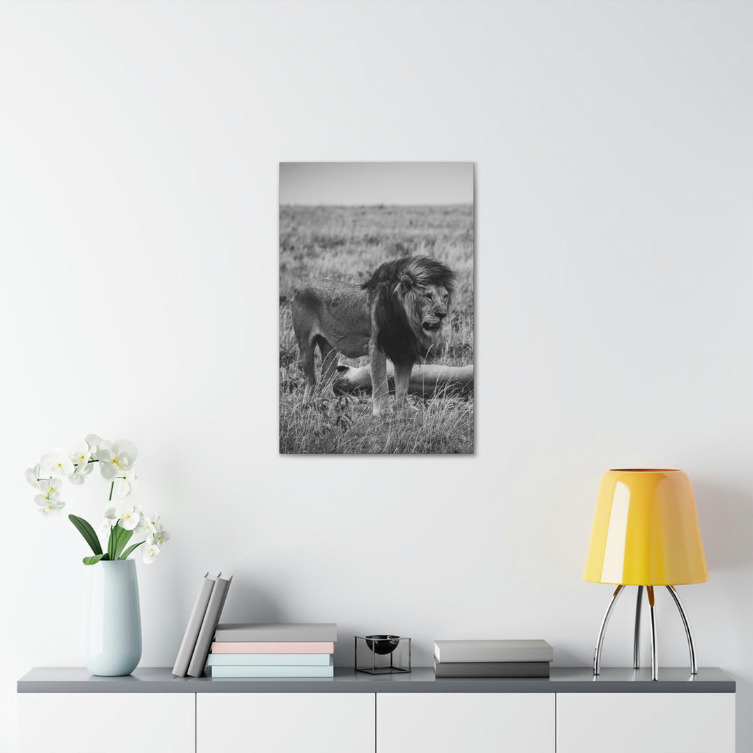 Mating Lions in Black and White - Canvas