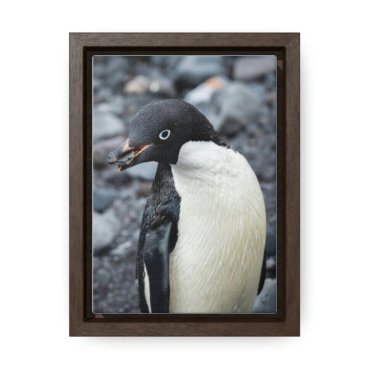 A Penguin's Pebble - Canvas with Frame