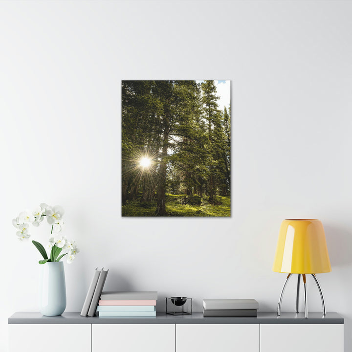 Forest Light - Canvas