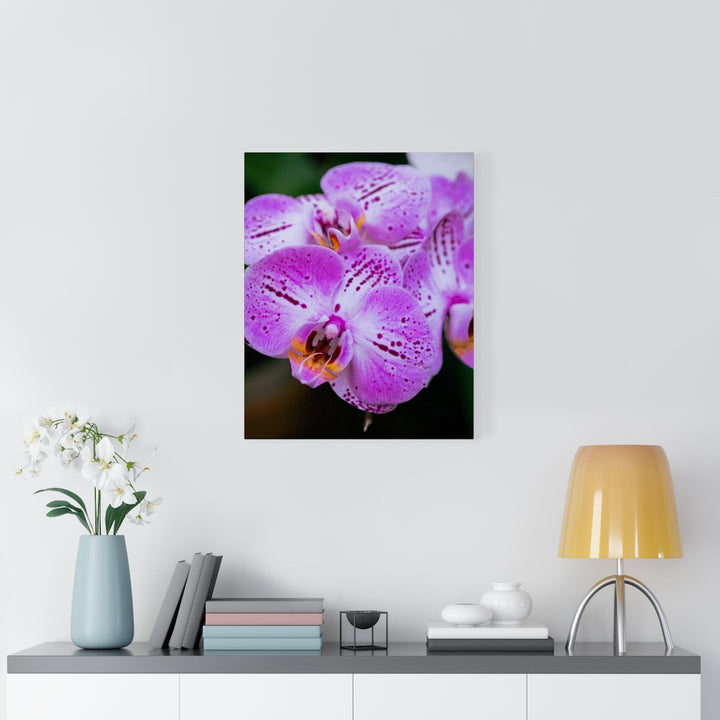 Orchid in Pink - Canvas